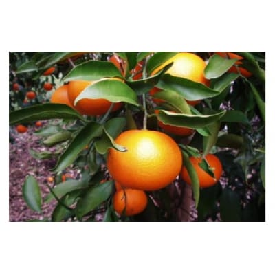 【伊豆のみかん・柑橘】もぎたて果実　清見　オレンジ　6kg　A025 / 収穫体験農園ふたつぼり