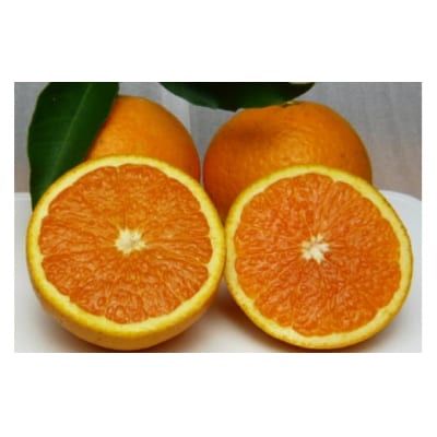 【伊豆のみかん・柑橘】もぎたて果実　清見　オレンジ　6kg　A025 / 収穫体験農園ふたつぼり