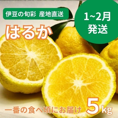 【伊豆のみかん・柑橘】もぎたて果実　はるか　5kg　A019 / 収穫体験農園ふたつぼり