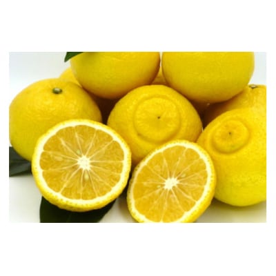 【伊豆のみかん・柑橘】もぎたて果実　はるか　5kg　A019 / 収穫体験農園ふたつぼり