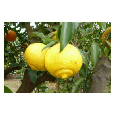 【伊豆のみかん・柑橘】もぎたて果実　はるか　5kg　A019 / 収穫体験農園ふたつぼり