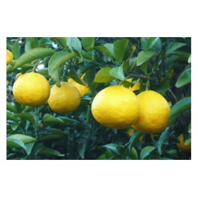 【伊豆のみかん・柑橘】もぎたて果実　ニューサマーオレンジ　5kg　A018 / ふたつぼり