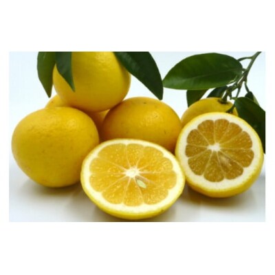 【伊豆のみかん・柑橘】もぎたて果実　ニューサマーオレンジ　5kg　A018 / ふたつぼり