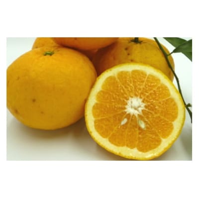 【伊豆のみかん・柑橘】もぎたて果実　あまなつ　8kg　A023 / 収穫体験農園ふたつぼり