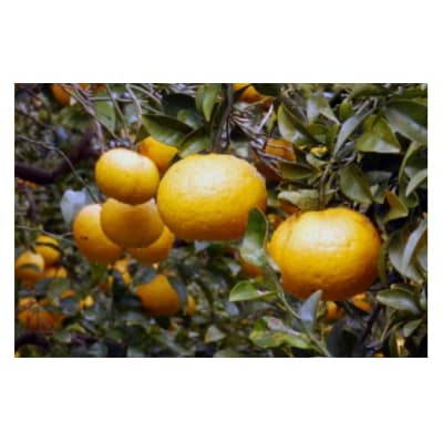 【伊豆のみかん・柑橘】もぎたて果実　あまなつ　8kg　A023 / 収穫体験農園ふたつぼり