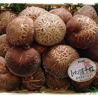 【季節限定・希少な原木栽培】しいたけ屋平松の原木生しいたけ 約700g