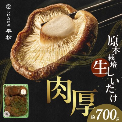 【季節限定・希少な原木栽培】しいたけ屋平松の原木生しいたけ 約700g