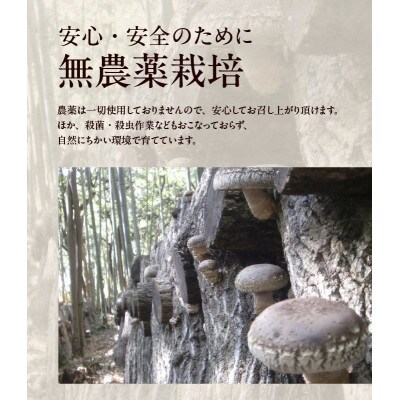 【季節限定・希少な原木栽培】しいたけ屋平松の原木生しいたけ 約700g