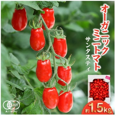 オーガニックミニトマト サンタスティ【約1.5kg】【2026年12月以降発送開始】