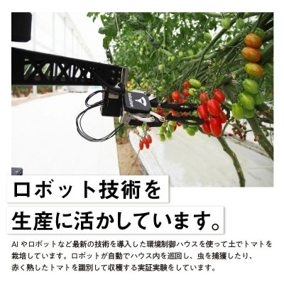 オーガニックミニトマト サンタスティ【約1.5kg】【2026年12月以降発送開始】