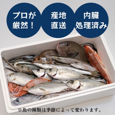 高知県産 鮮魚 詰め合わせ便 4kg  谷鮮魚食堂 刺し身 煮付け 内臓処理済み 産地直送 生魚 