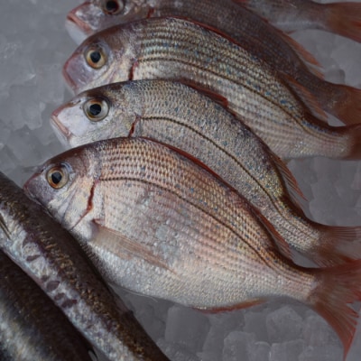 高知県産 鮮魚 詰め合わせ便 4kg  谷鮮魚食堂 刺し身 煮付け 内臓処理済み 産地直送 生魚 