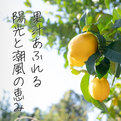 こじゃんとレモン 4kg 国産 高知県 大月町 レモン