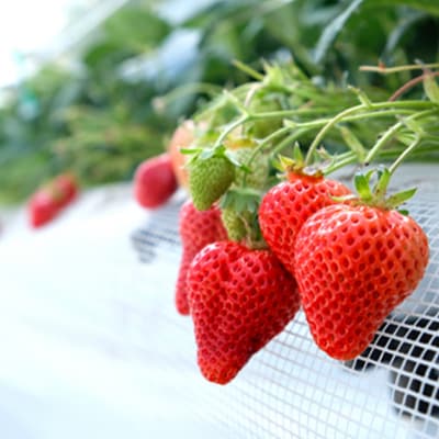 いちご 白木のいちご 旬のおいしさそのまま 冷凍いちご(品種混合) 2kg[No5354-0590]