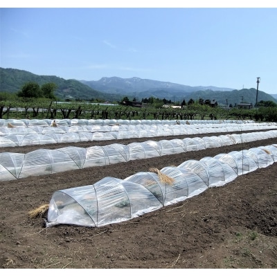 小玉すいか(ピノガール)3～6個　0030-2609