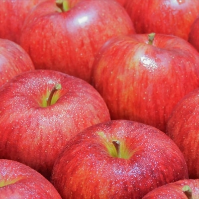 【2026年1月後半発送】 りんご 青森産 約5kg 丸福 サンふじ 光センサー 選果 糖度 13度