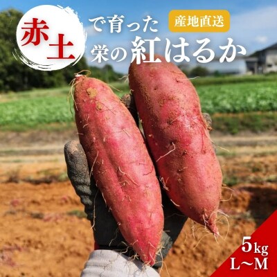 さつまいも 紅はるか 5kg 産地直送 野菜 サツマイモ 芋 焼き芋 赤土[No5698-2362]