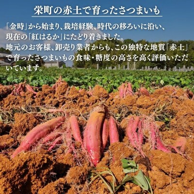 さつまいも 紅はるか 5kg 産地直送 野菜 サツマイモ 芋 焼き芋 赤土[No5698-2362]
