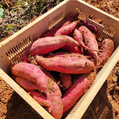 さつまいも 紅はるか 5kg 産地直送 野菜 サツマイモ 芋 焼き芋 赤土[No5698-2362]