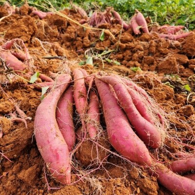 さつまいも 紅はるか 5kg 産地直送 野菜 サツマイモ 芋 焼き芋 赤土[No5698-2362]