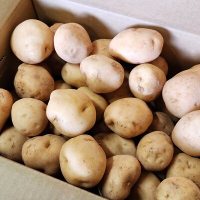 じゃがいも 男爵 5kg 産地直送 野菜 ジャガイモ 芋 赤土 加西市[No5698-2361]