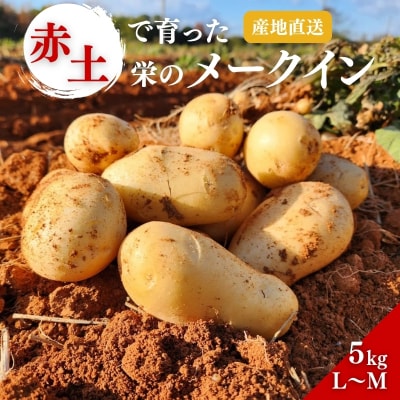 じゃがいも メークイン 5kg 産地直送 野菜 ジャガイモ[No5698-2360]
