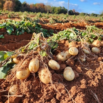 じゃがいも メークイン 5kg 産地直送 野菜 ジャガイモ[No5698-2360]