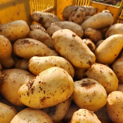 じゃがいも メークイン 5kg 産地直送 野菜 ジャガイモ[No5698-2360]