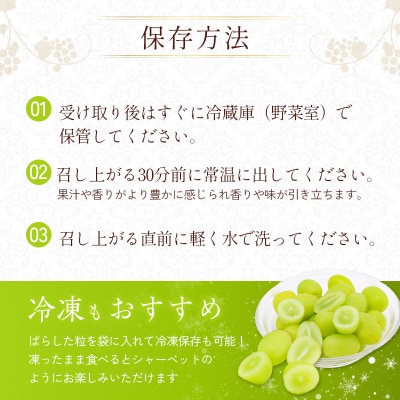 シャインマスカット 約1.5kg以上(2房)朝採れ ぶどう セット [No5698-2356]