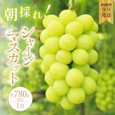 シャインマスカット 約780g以上(1房)朝採れ ぶどう セット [No5698-2355]