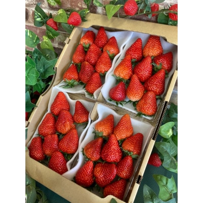 (冷蔵) 朝採り完熟いちご 紅ほっぺ 1120g(280g×4パック)農家直送 静岡県産 1268