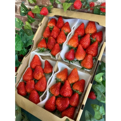 (冷蔵) 朝採り完熟いちご 紅ほっぺ 1120g(280g×4パック)農家直送 静岡県産 1268