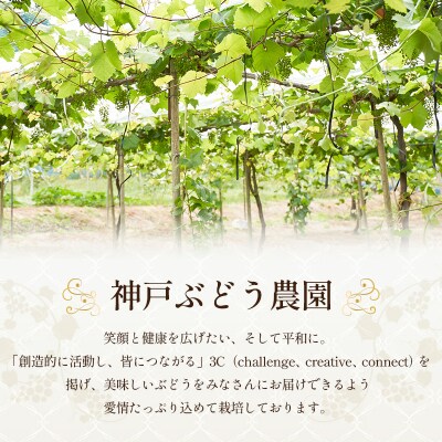 8月限定|採れたて旬のぶどう 食べ比べ 約4kg(5～6房)セット [No5698-2352]