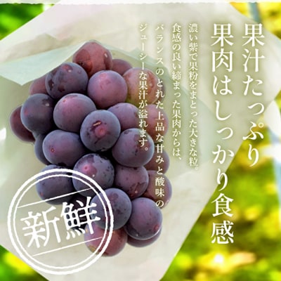 ゴールデンベリーA 約2kg 3～5房 【2026年産 予約受付】 ぶどう[No5698-1636]