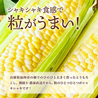 とうもろこし 朝どり 10本 4kg 前後 2025年 兵庫県産 よしよ [No5698-1034]