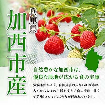 【令和8年産】 かぐや農園の極甘 いちご 大粒 15粒 果物 フルーツ [No5698-1191]