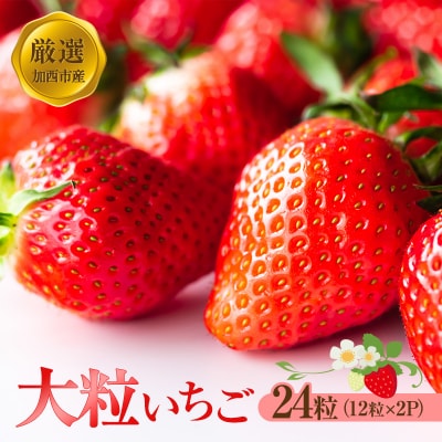 【厳選大粒いちご】 24粒 あきひめ やよい姫 あまクイーン 紅クイーン[No5698-1466]