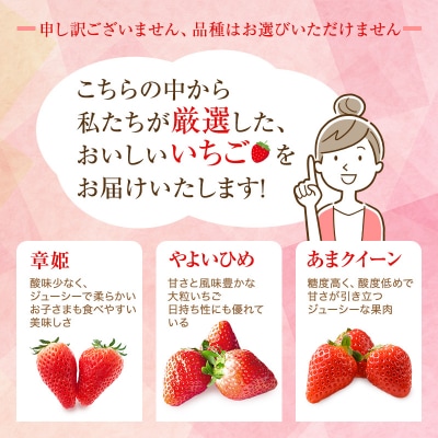 【厳選大粒いちご】 24粒 あきひめ やよい姫 あまクイーン 紅クイーン[No5698-1466]