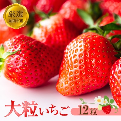 【厳選大粒いちご】 12粒 あきひめ やよい姫 あまクイーン 紅クイーン[No5698-1465]