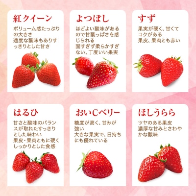 【厳選大粒いちご】 12粒 あきひめ やよい姫 あまクイーン 紅クイーン[No5698-1465]