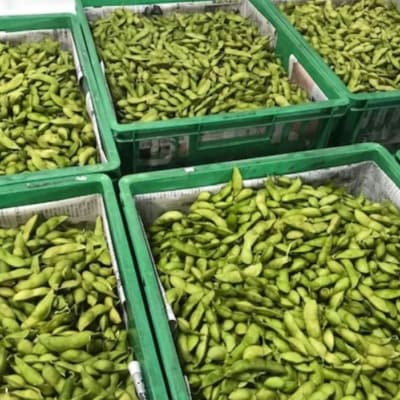 【テレビで話題!】兵庫の新品種黒枝豆 ひかり姫 兵庫県 万願寺産1.5kg[No5698-1338]