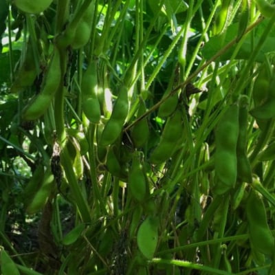 【テレビで話題!】兵庫の新品種黒枝豆 ひかり姫 兵庫県 万願寺産1.5kg[No5698-1338]