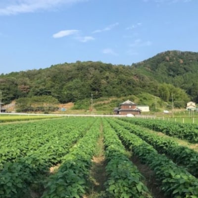【テレビで話題!】兵庫の新品種黒枝豆 ひかり姫 兵庫県 万願寺産1.5kg[No5698-1338]