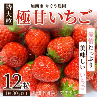 【令和8年産】 かぐや農園の極甘 いちご 特大粒 12粒 果物 フルーツ[No5698-1193]