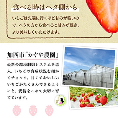 【令和8年産】 かぐや農園の極甘 いちご 大粒 30粒 果物 フルーツ [No5698-1192]