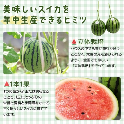 【期間限定】江本農園の2月真冬アンテナスイカ1玉 em-0016