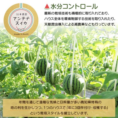 【期間限定】江本農園の2月真冬アンテナスイカ1玉 em-0016
