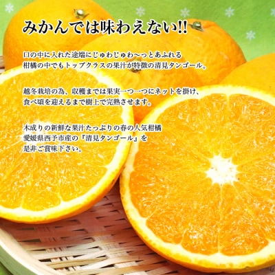 <カネエの西宇和産　清見タンゴール 3kg>　柑橘　西予　三瓶　農家直送　フルーツ　くだもの　