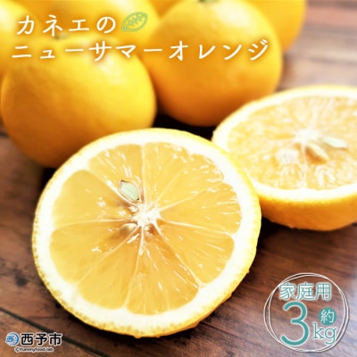 <カネエの西宇和産　越冬完熟ニューサマーオレンジ 3kg>　柑橘　フルーツ　果物　西予　家庭用