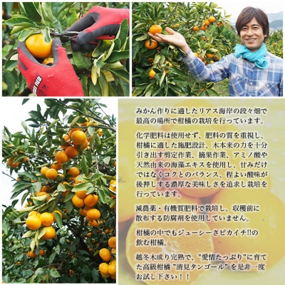 <カネエの西宇和産　越冬完熟ニューサマーオレンジ 3kg>　柑橘　フルーツ　果物　西予　家庭用